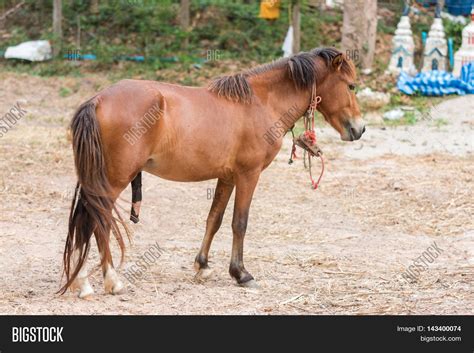 caballo porn